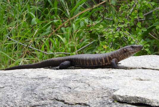 Image of Matobosaurus