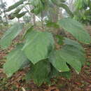 Image de Theobroma bicolor Humb. & Bonpl.