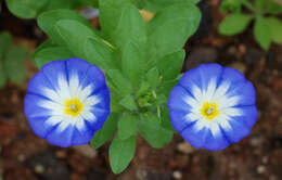 Image of Dwarf Morning Glory