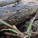 Image de Calocera guepinioides Berk. 1845