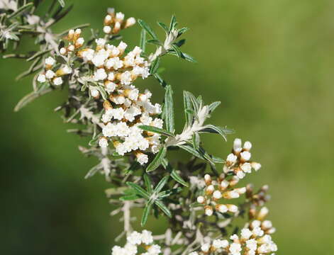 Image de Ozothamnus secundiflorus (Wakef.) A. A. Anderberg