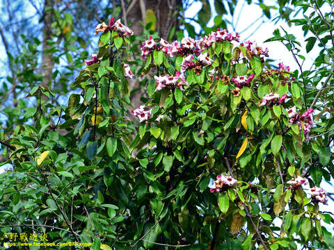 Image de Strophanthus gratus (Wall. & Hook.) Baill.