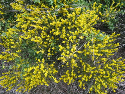 Image of Acacia sclerophylla Lindl.