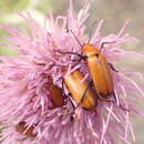 Image of Nemognatha (Meganemognatha) lutea dichroa Le Conte 1853