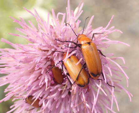 Image of Nemognatha (Meganemognatha) lutea dichroa Le Conte 1853