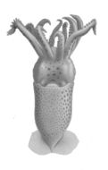 Image of <i>Onykia carriboea</i> Lesueur 1821