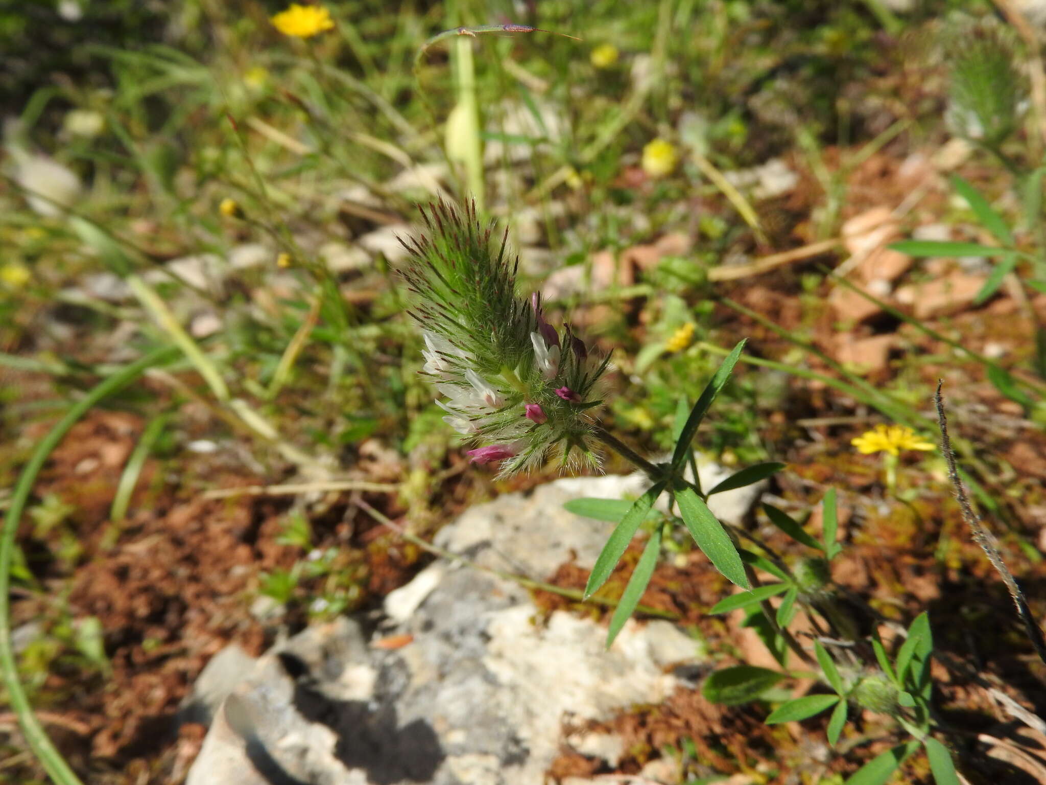 Image of Trifolium infamia-ponertii Greuter