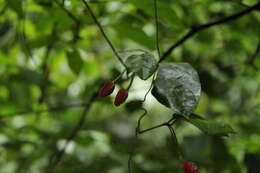 Image of Mendoncia velloziana (C. Martius) Nees