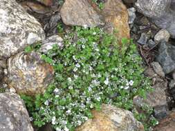 Image of Veronica telephiifolia Vahl