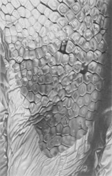 Image of Lepidoteuthis Joubin 1895