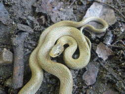 Image of Japanese Keelback