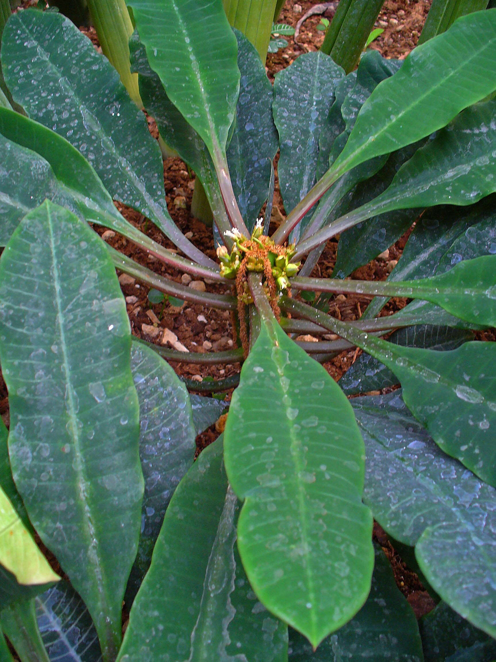 Euphorbia leuconeura Boiss. resmi