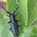 Agapanthia (Epoptes) irrorata (Fabricius 1787)的圖片