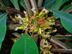 Euphorbia leuconeura Boiss. resmi