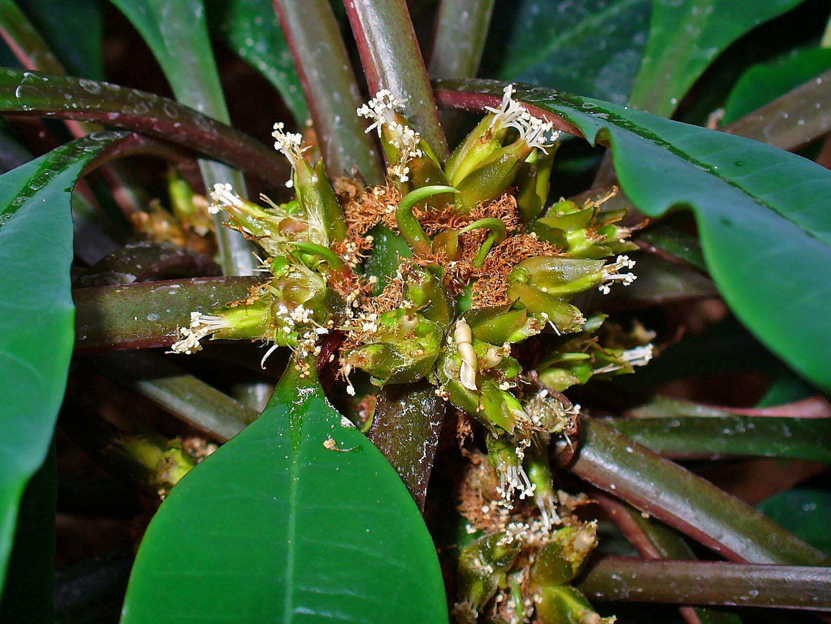 Euphorbia leuconeura Boiss. resmi