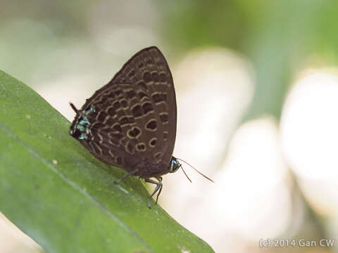 Image of Arhopala corinda corestes Corbet 1941