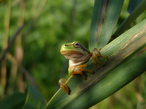 Image of Common tree frog