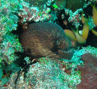 Image of Black cheek moray