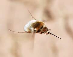 Image of Large bee-fly