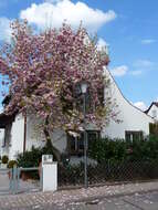 Image of Saucer magnolia