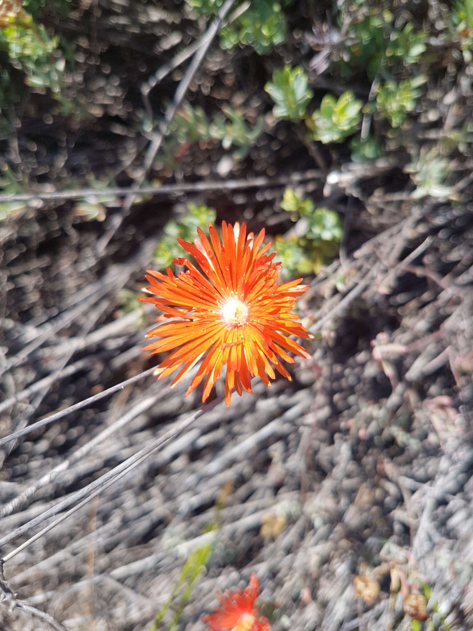 Image of Lampranthus stenopetalus (L. Bol.) N. E. Br.