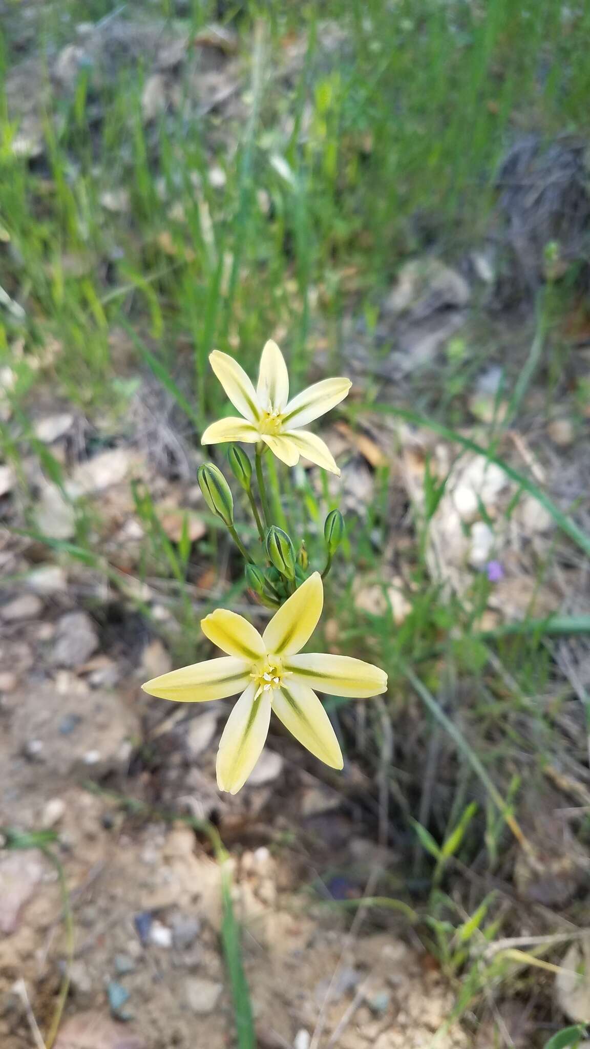 Sivun Triteleia ixioides subsp. scabra (Greene) L. W. Lenz kuva