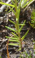 Sivun Phyllopodium elegans (Choisy) O. M. Hilliard kuva