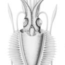 Image of Comb-finned Squid