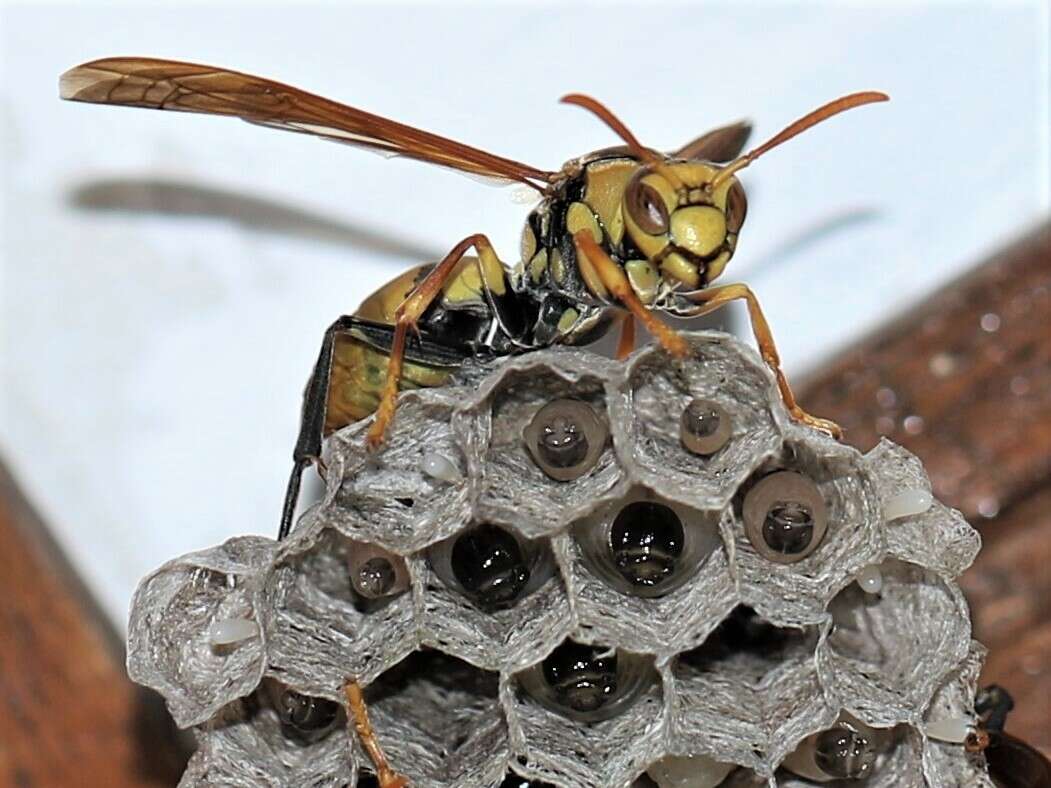 Image of Polistes diabolicus de Saussure 1853