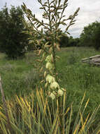 Image of Brazos River yucca