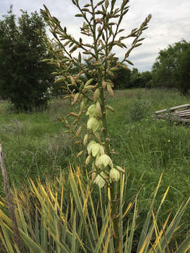 Image of Brazos River yucca