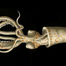 Image of common arm squid