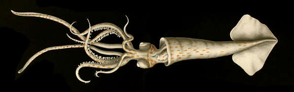 Image of common arm squid