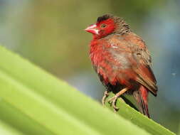 Image of Crimson Finch