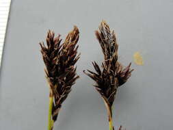 Image of Cleft Sedge