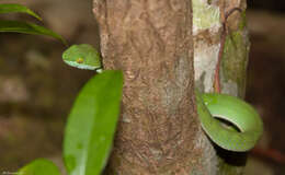 Image of Trimeresurus cardamomensis (Malhotra, Thorpe, Mrinalini & Stuart 2011)