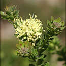 Image de Leionema rotundifolium (Endl.) Paul G. Wilson