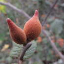 Слика од Perrierodendron quartzitorum J.-F. Leroy, Lowry, Haev., Labat & G. E. Schatz