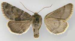 Image of Lasionycta luteola Smith 1894