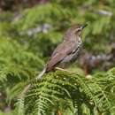 Plancia ëd Prinia hypoxantha (Sharpe 1877)