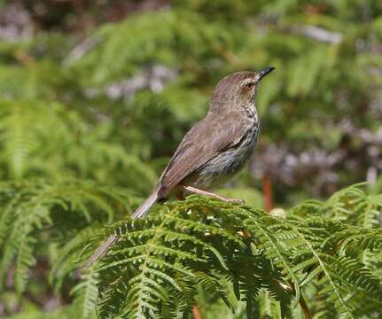 Image of Drakensberg Prinia