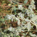 Image of horehound