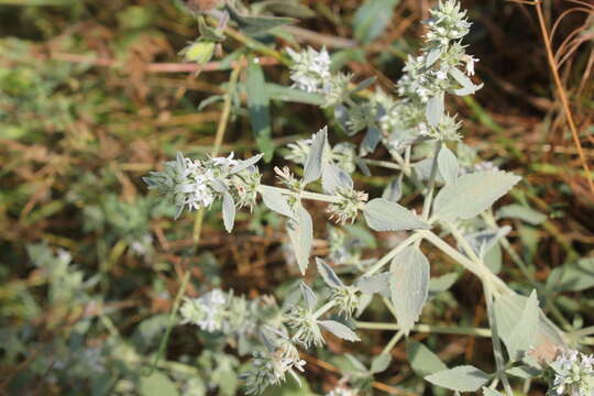 Слика од Marrubium peregrinum L.