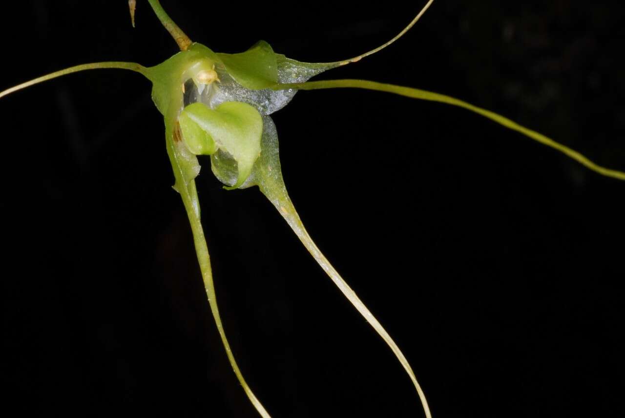 Imagem de Aeranthes caudata Rolfe