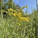 Image of twistleaf goldenrod