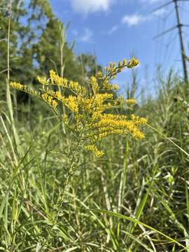 Image of twistleaf goldenrod