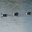 Image of American Comb Duck