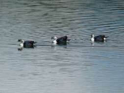 Image de Canard sylvicole