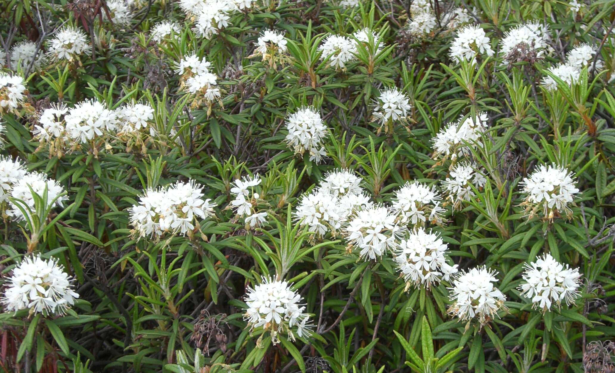 Imagem de Rhododendron tomentosum (Stokes) Harmaja