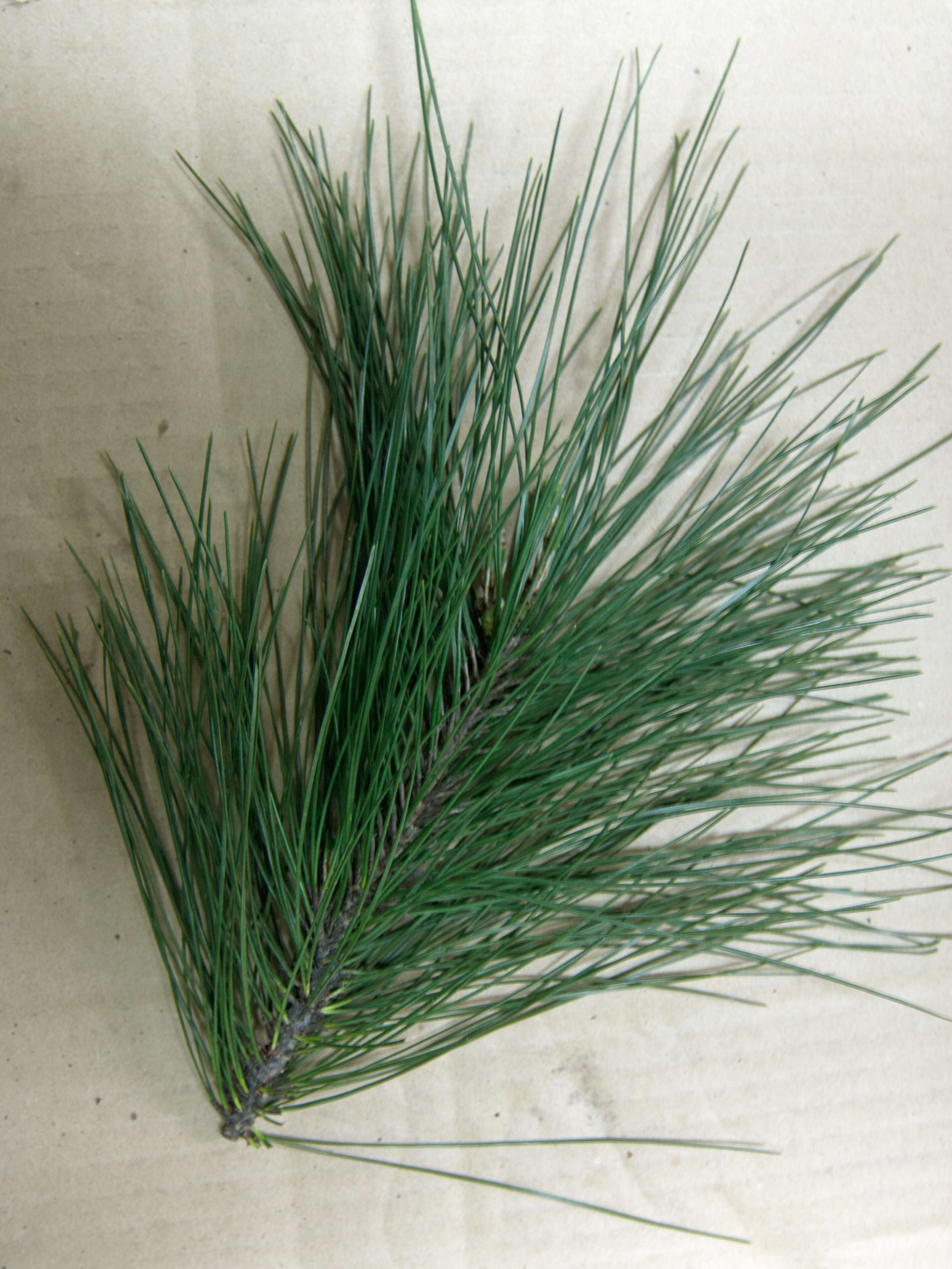 Image of Luchu Pine